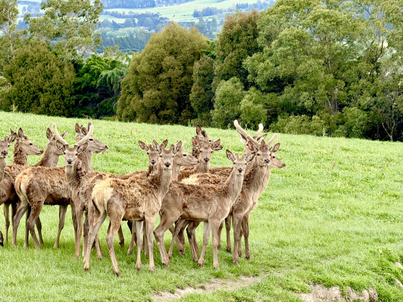 Deer grazing on South Island farmland