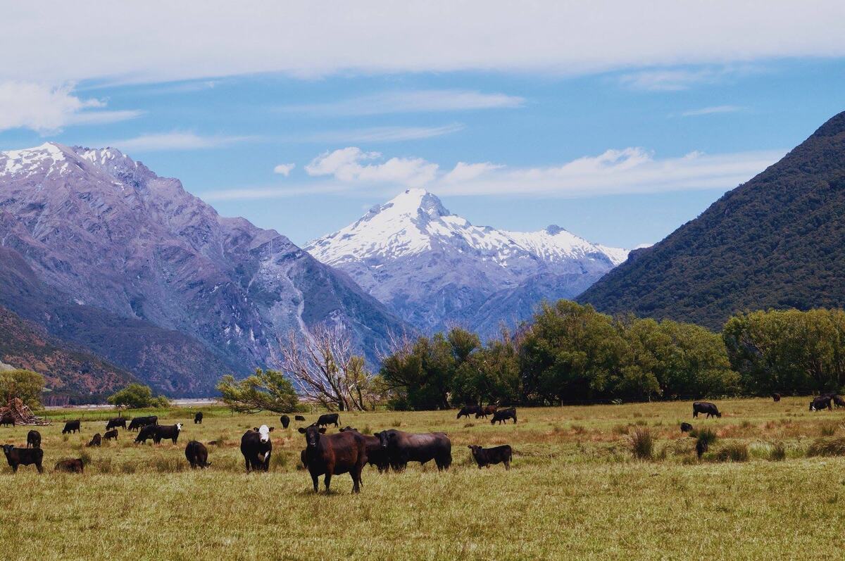 Cattle grazing on a river flat below snow-capped mountains