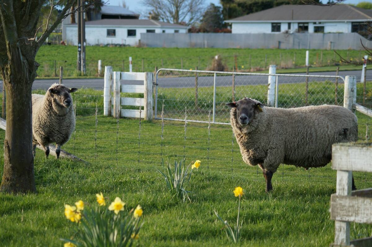 Two sheep in a green spring paddock with daffodils in flower