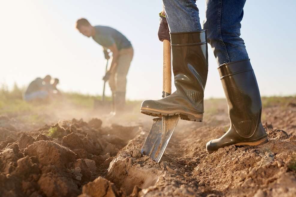Farm workers digging in a paddock, wearing gumboots
