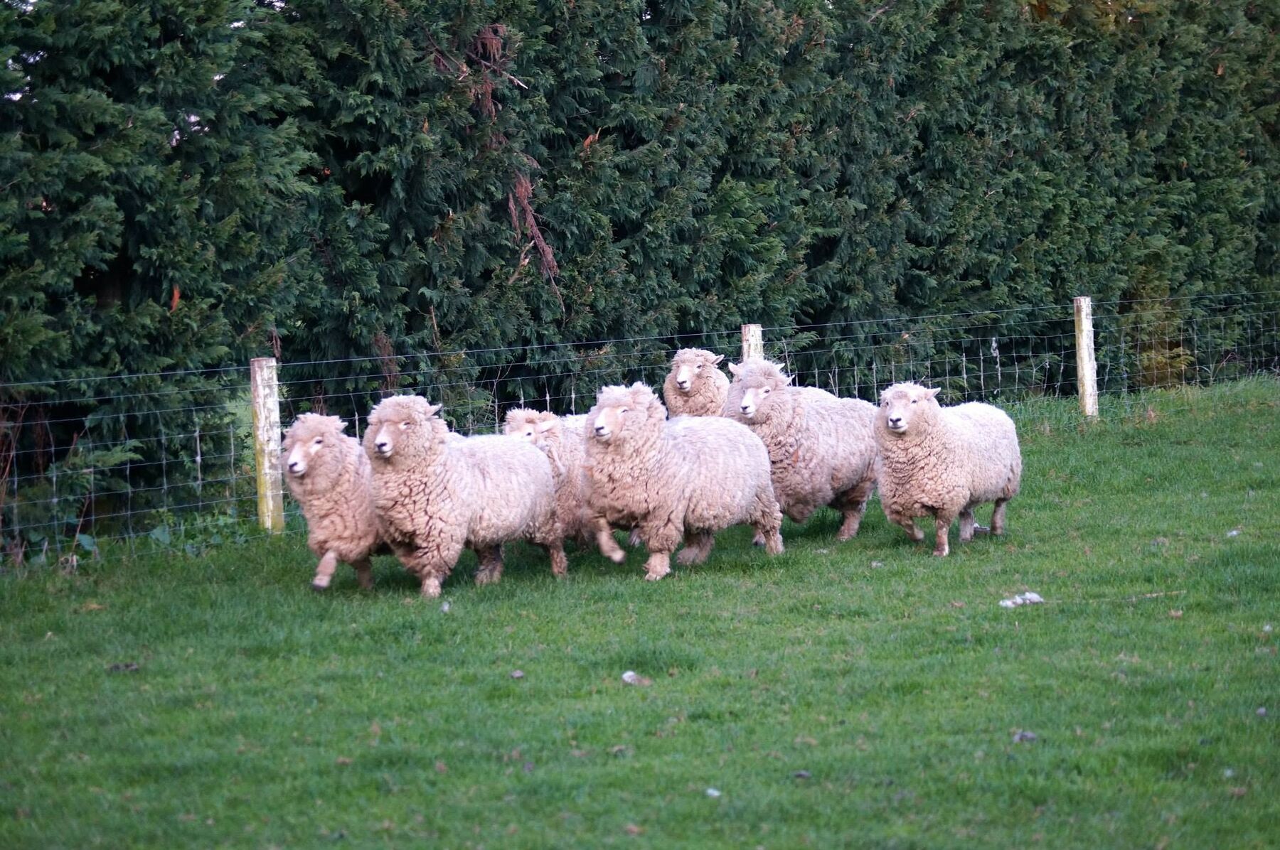 Sheep beside a fenceline on a New Zealand farm