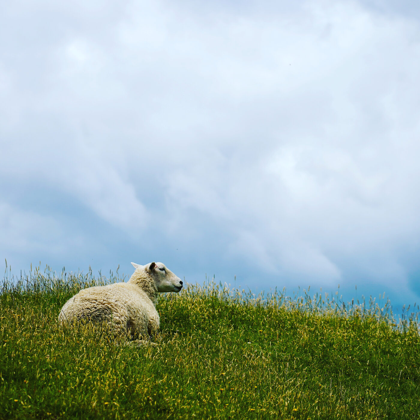 A sheep resting on a Canterbury hillside
