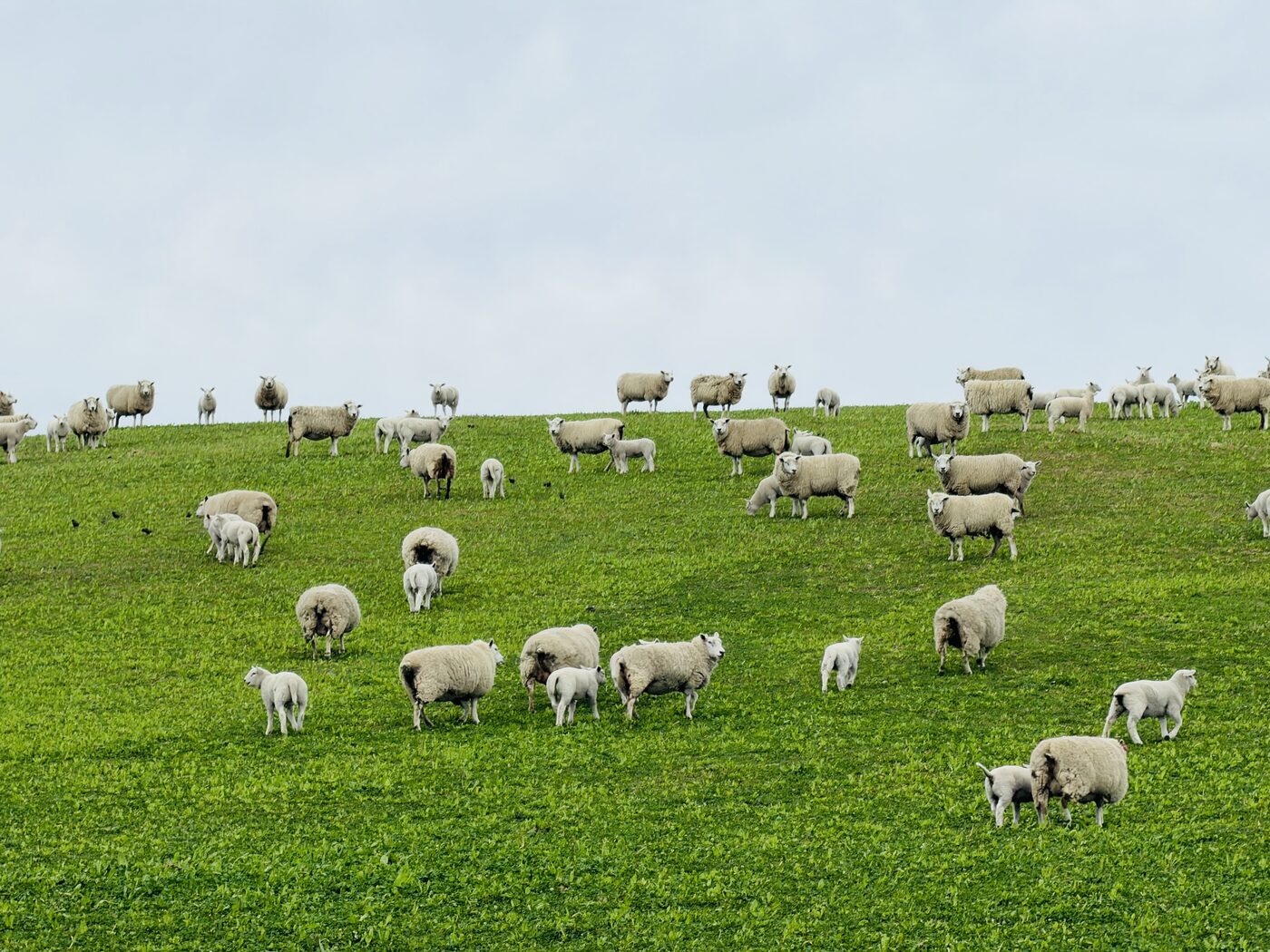 Sheep grazing on Canterbury farmland