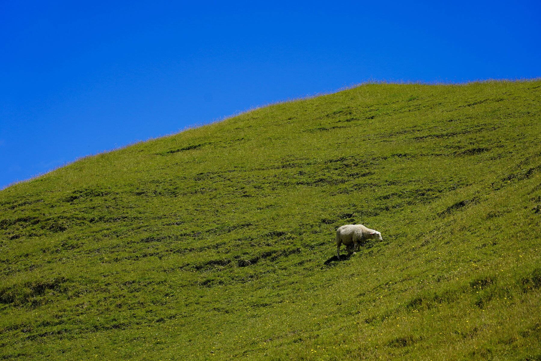 A sheep grazing on a steep green hillside under a clear blue sky